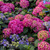 Hydrangea macrophylla E.S.Summer Crush 290412