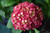  Hydrangea macrophylla E.S.Summer Crush 290412 