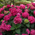  Hydrangea macrophylla E.S.Summer Crush 290412 