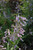 Other Sun Per. Penstemon Quartz Red 290547 