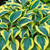  Hosta Shadowland Autumn Frost 290656 