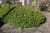 Buxus microphylla Winter Gem 292390