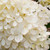  Hydrangea paniculata Phantom Standard 292759 
