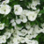  Cornus x Venus 295602 