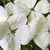  Cornus x Venus 295602 