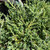 Juniperus chinensis Angelica Blue 299233