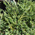 Juniperous Juniperus chinensis Angelica Blue 299233 
