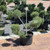 Juniperous Juniperus chinensis Angelica Blue 299233 
