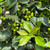 Ilex meserveae Centennial Girl 299572