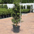 Ilex meserveae Centennial Girl 299572