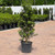  Ilex meserveae Centennial Girl 299572 