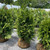 Thuja plicata Excelsa 299854