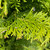 Thuja plicata Excelsa 299854