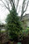  Thuja plicata Excelsa 299854 