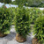  Thuja plicata Excelsa 299854 