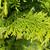  Thuja plicata Excelsa 299854 