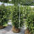  Thuja plicata Excelsa 299854 