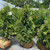  Thuja plicata Spring Grove 299857 
