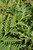  Thuja plicata Spring Grove 299857 