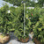  Thuja plicata Spring Grove 299857 