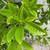 Prunus laurocerasus Nana 300211
