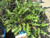 12" & Up Foliage PHILODENDRON XANADU 14" 