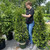  Thuja x Tiny Tower 300288 