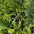  Thuja x Tiny Tower 300288 