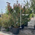 Lagerstroemia indica Red Rocket 300295