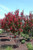 Lagerstoemia Lagerstroemia indica Red Rocket 300295 