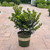 Ilex meserveae Blue Prince 300507