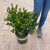  Ilex meserveae Blue Prince 300507 
