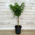 5-9" Foliage ARBORICOLA  BRAID 8" 