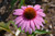  Echinacea Raspberry Truffle 2G 325299 
