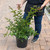 Lagerstoemia Lagerstroemia indica Natchez 300512 