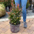 Lagerstroemia indica Ruffled Red Magic 300513