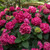 Hydrangea macrophylla E.S.Summer Crush 300579