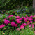  Hydrangea macrophylla E.S.Summer Crush 300579 