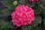  Hydrangea macrophylla E.S.Summer Crush 300579 