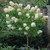  Hydrangea paniculata Limelight Standard 300778 