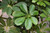 10" Foliage ARBORICOLA COLUMN 10"MINI GR 