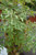5-9" Foliage ARALIA PARSLEY 6" 