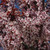 Prunus-tree Prunus cerasifera Thundercloud 301985 