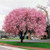 Prunus-tree Prunus cerasifera Thundercloud 301985 
