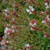 Other Deciduous Abelia x Rose Creek 302135 