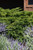  Taxus cuspidata Monloo 326784 