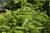  Taxus cuspidata Monloo 326784 