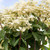  Hydrangea paniculata Quick Fire Fab 302325 