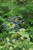  Viburnum dentatum Blue Muffin 231431 