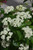 Viburnum dentatum Blue Muffin 231431